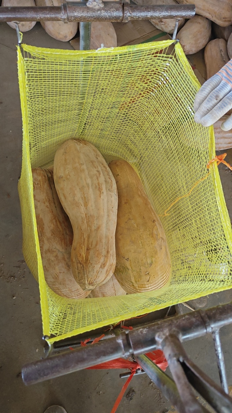 蜜本南瓜货源充足，量大从优，对接全国市场，欢迎咨询。