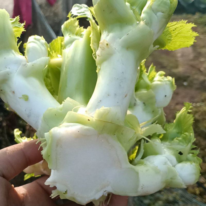 川渝儿菜大量上市