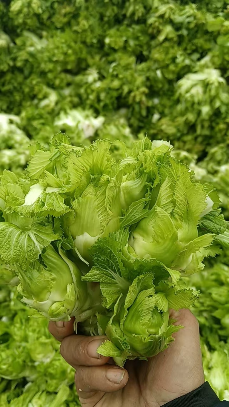 川渝儿菜大量上市