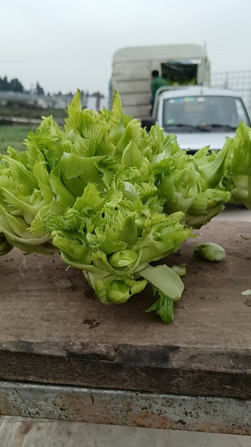 川渝儿菜大量上市