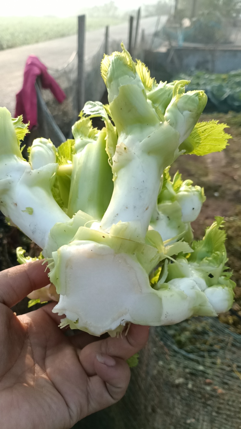 川渝儿菜大量上市