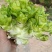 川渝儿菜大量上市