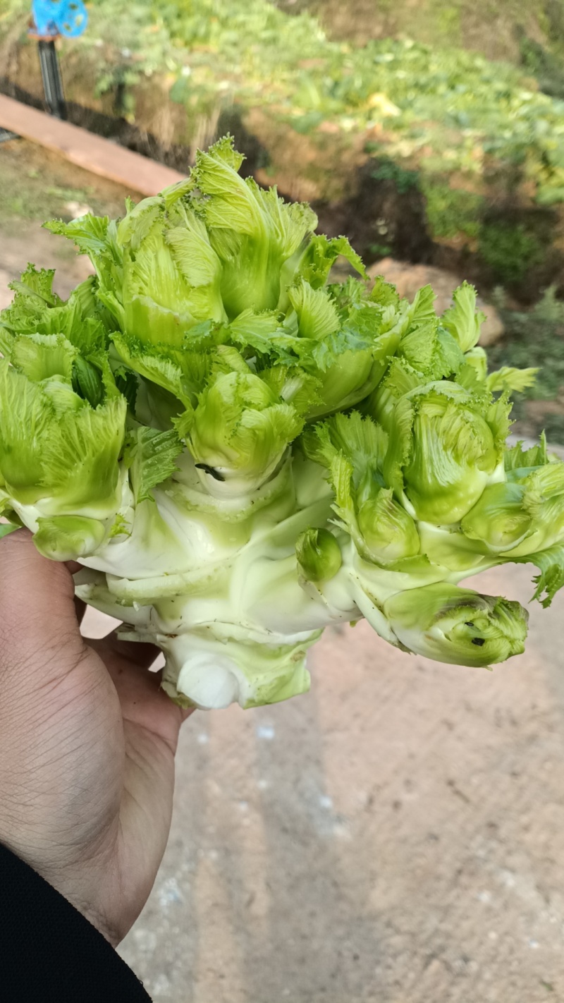 川渝儿菜大量上市