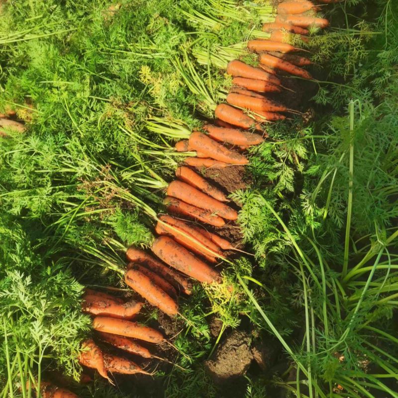 胡萝卜基地种植，可长期供货，基地各种蔬菜瓜果。
