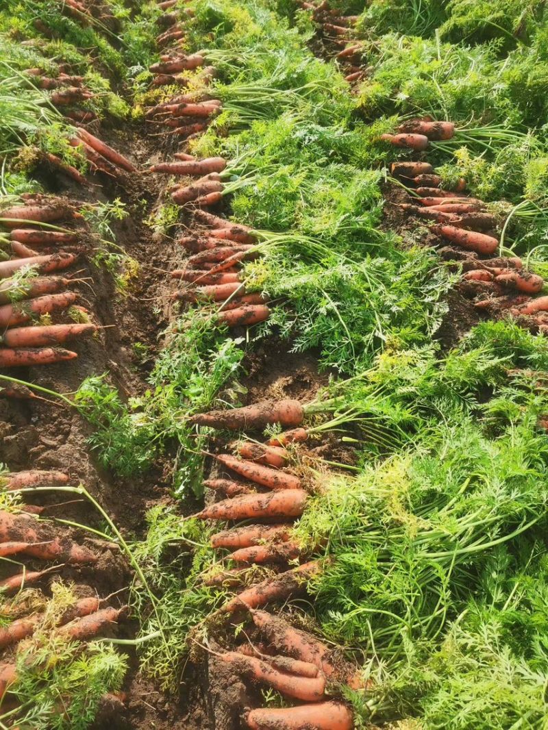 胡萝卜基地种植，可长期供货，基地各种蔬菜瓜果。