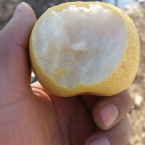 纯山地酸梨，皮薄多汁，膜袋，光果都有