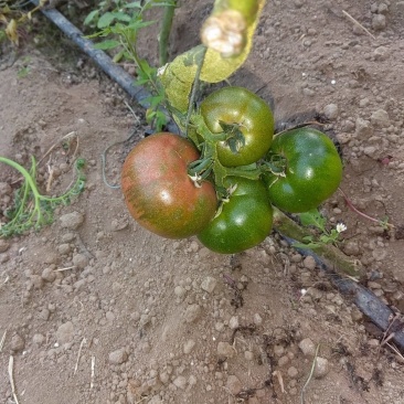 高糖功能性草莓柿子
