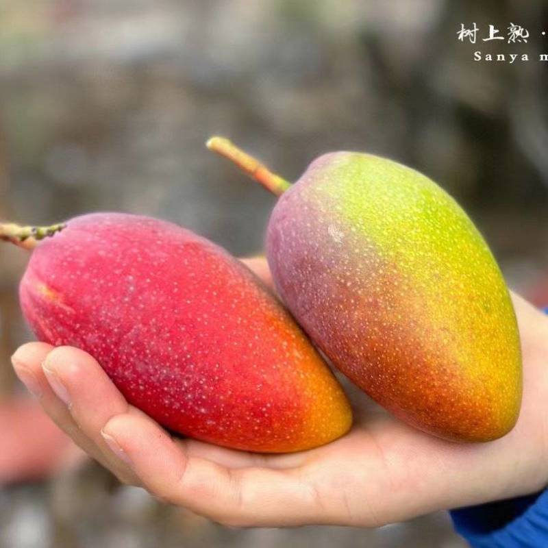 海南贵妃芒大量供应品质保证对接市场电商商超