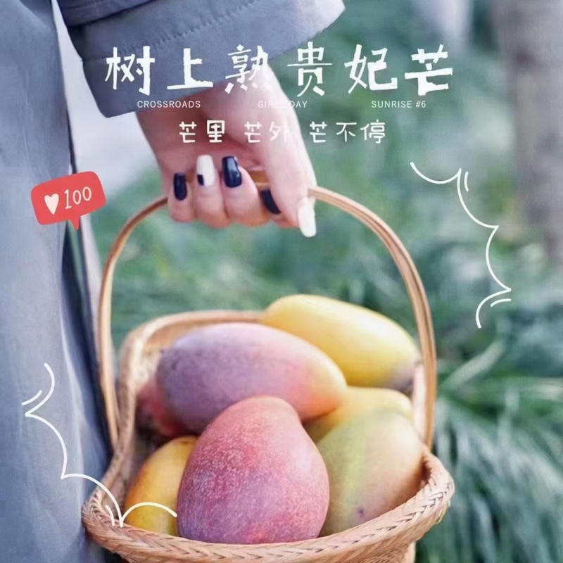 海南贵妃芒大量供应品质保证对接市场电商商超