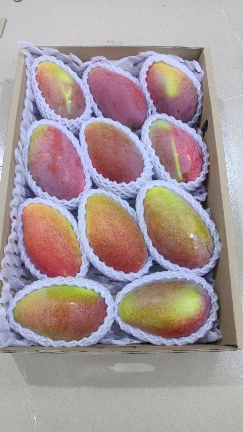 海南贵妃芒大量供应品质保证对接市场电商商超
