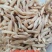 乘法麦冬大颗粒无硫麦冬自然晒干地道药材
