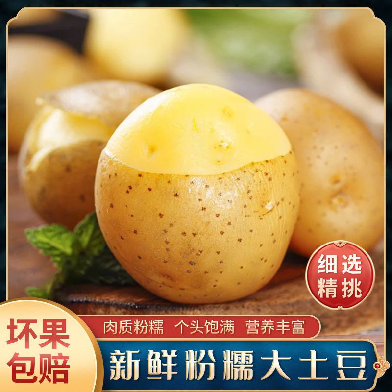 真沙面】土豆新鲜黄心粉糯大土豆高山洋芋农家自种马铃薯一件代发