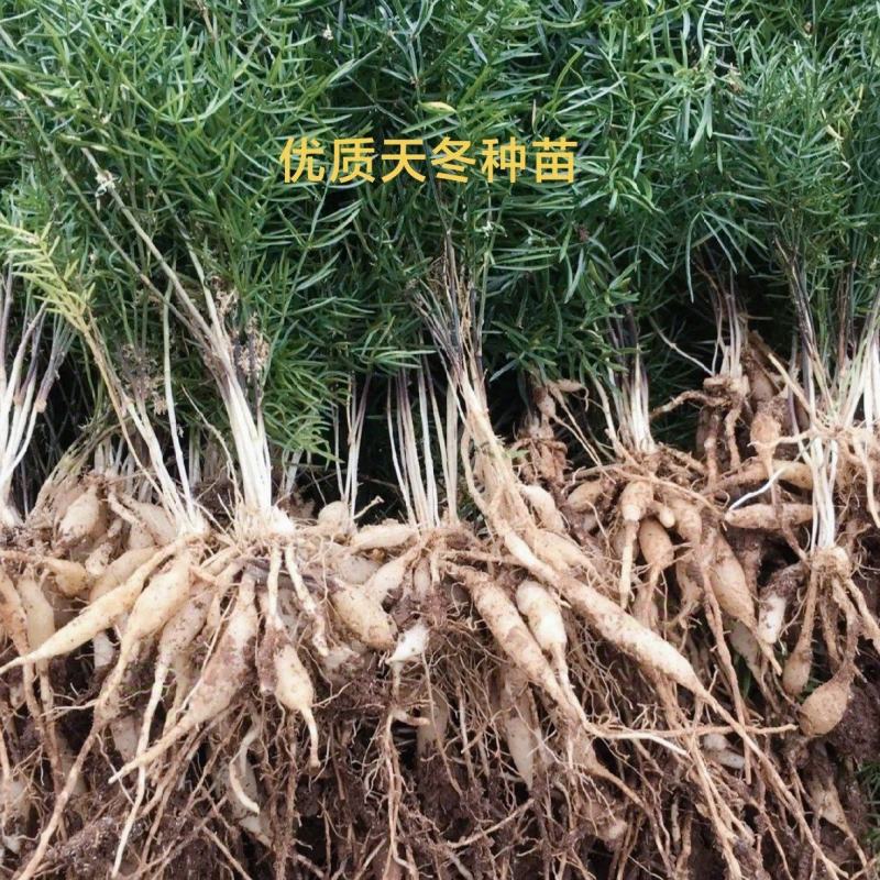 优质天冬种苗，一手货源，量大从优，现挖现发