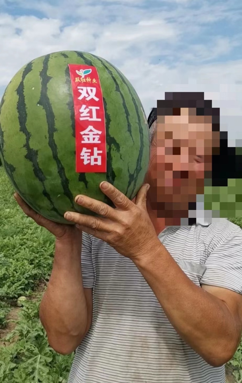 双红金钻西瓜种子大果型瓤色大红含糖高西瓜种子果面深绿西瓜
