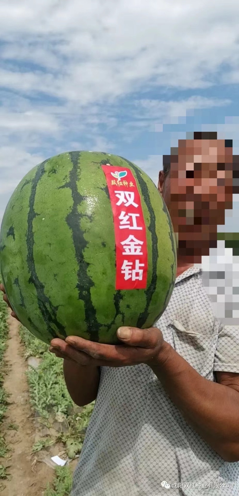 双红金钻西瓜种子大果型瓤色大红含糖高西瓜种子果面深绿西瓜