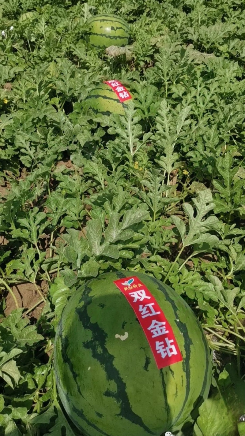 双红金钻西瓜种子大果型瓤色大红含糖高西瓜种子果面深绿西瓜