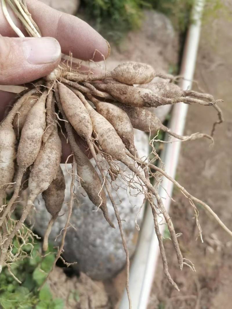 优质天冬种苗，一手货源，量大从优，现挖现发