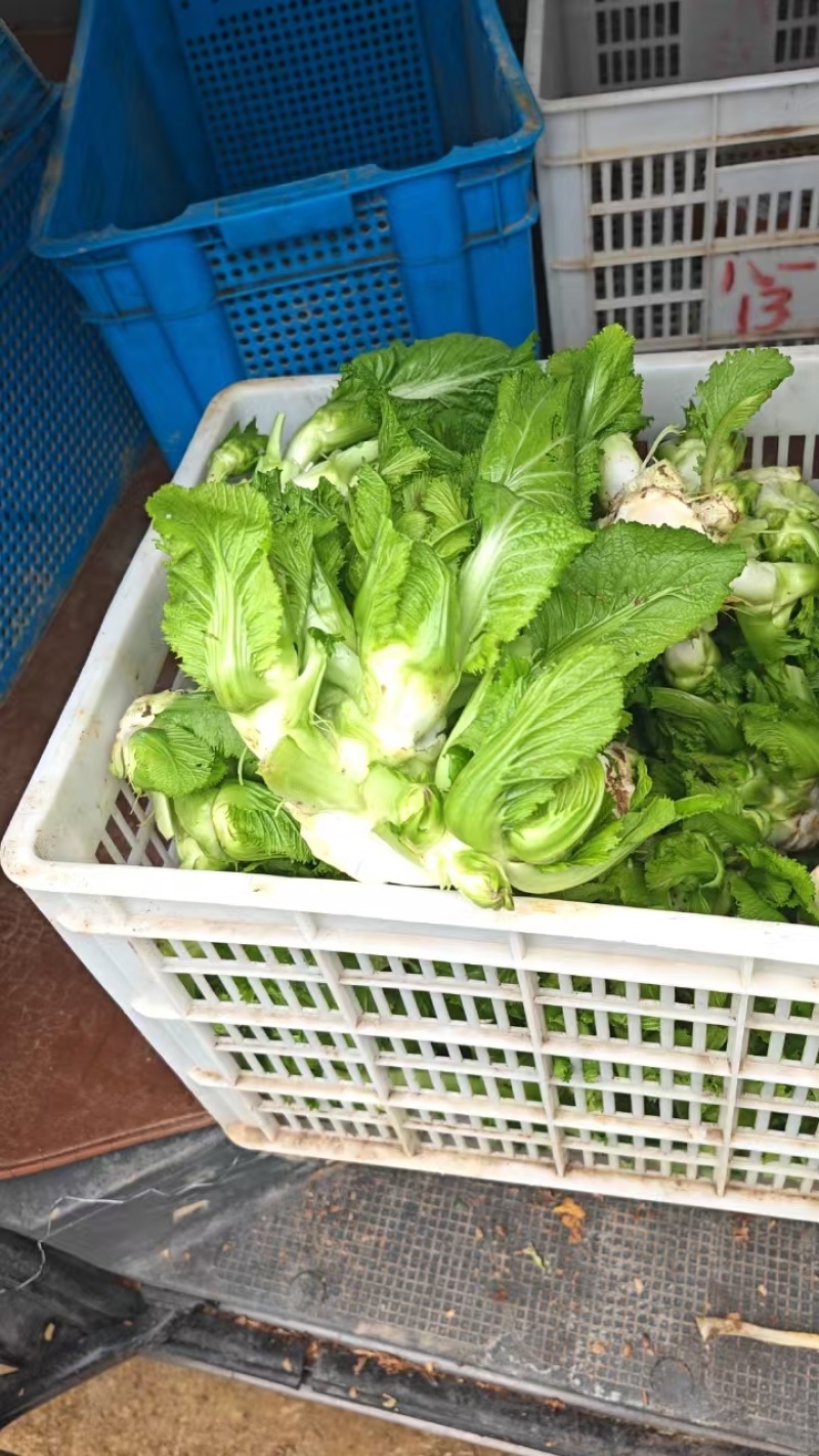 儿菜