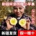 新疆阿克苏冰糖心苹果24年新果，新鲜现货速发，欢迎选购