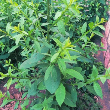 翼齿六梭菊
