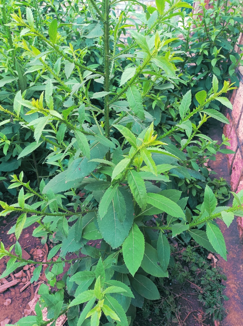 翼齿六梭菊