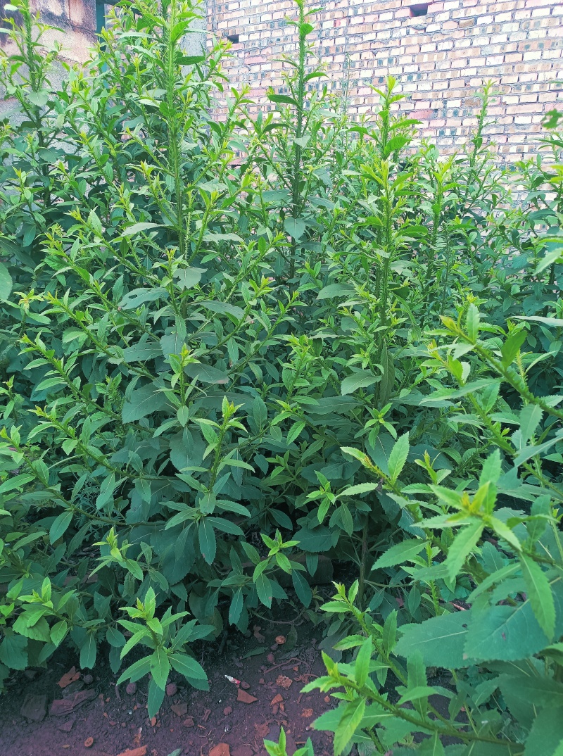 翼齿六梭菊