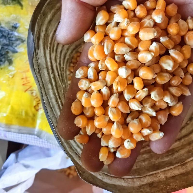 爆花玉米，球形蝶形，爆裂玉米，一手货源，诚信经营，量大从优