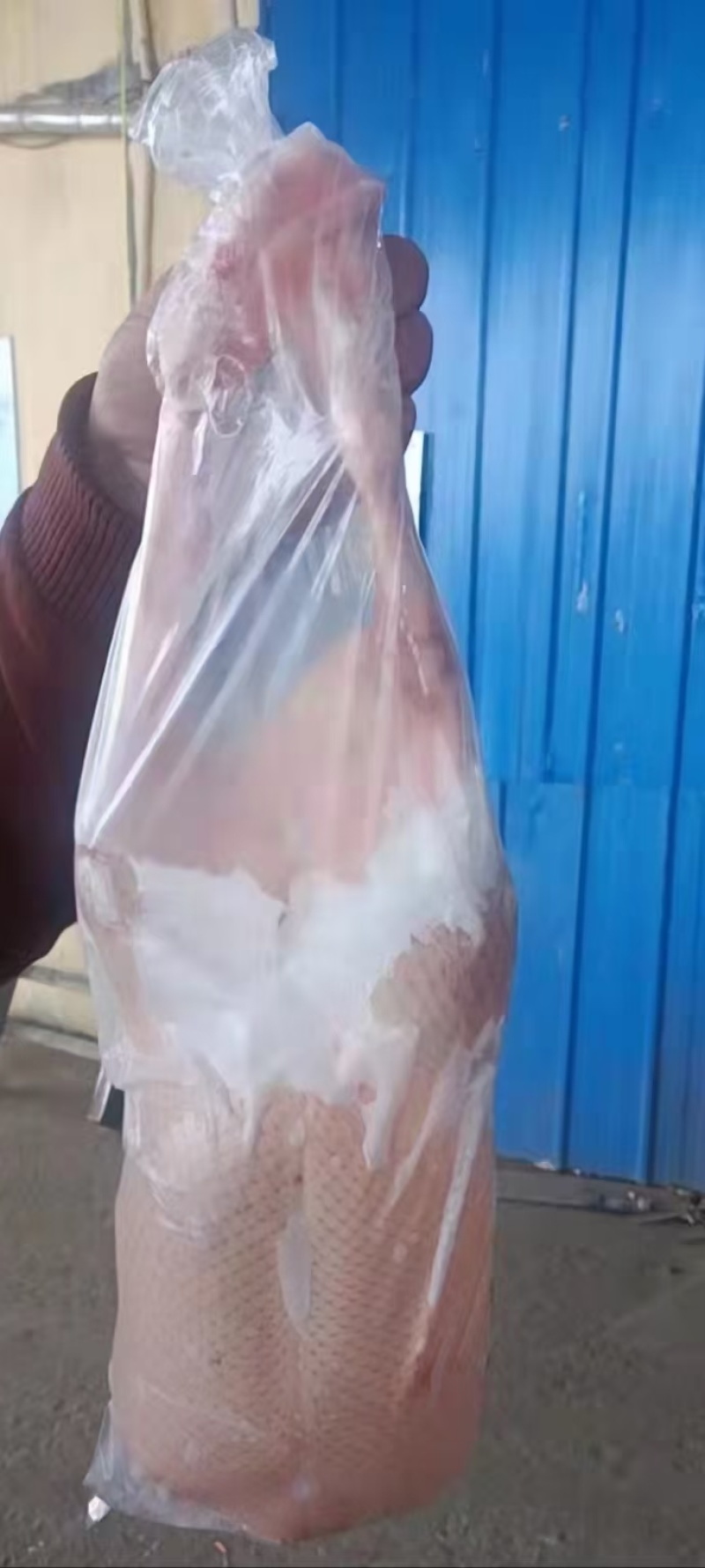大雁鹅