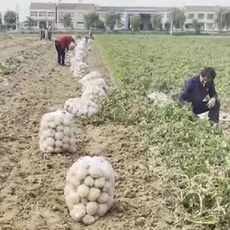 真沙面】土豆新鲜黄心粉糯大土豆高山洋芋农家一件代发