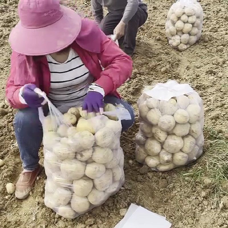 真沙面】土豆新鲜黄心粉糯大土豆高山洋芋农家一件代发