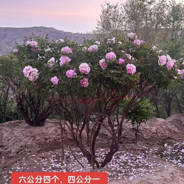 紫斑牡丹