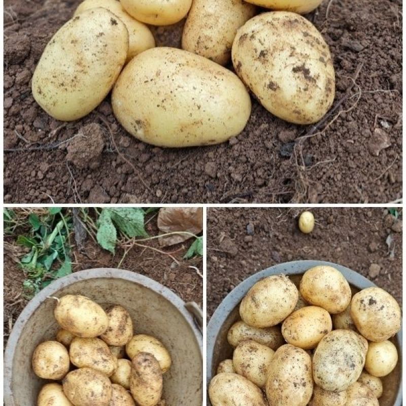 真沙面】土豆新鲜黄心粉糯大土豆高山洋芋农家一件代发