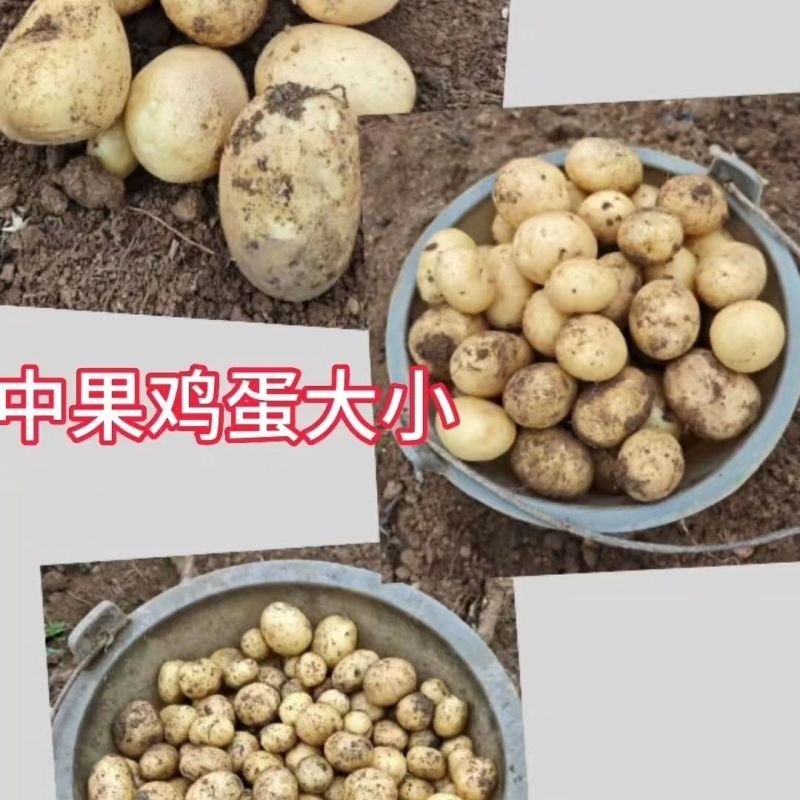 真沙面】土豆新鲜黄心粉糯大土豆高山洋芋农家一件代发