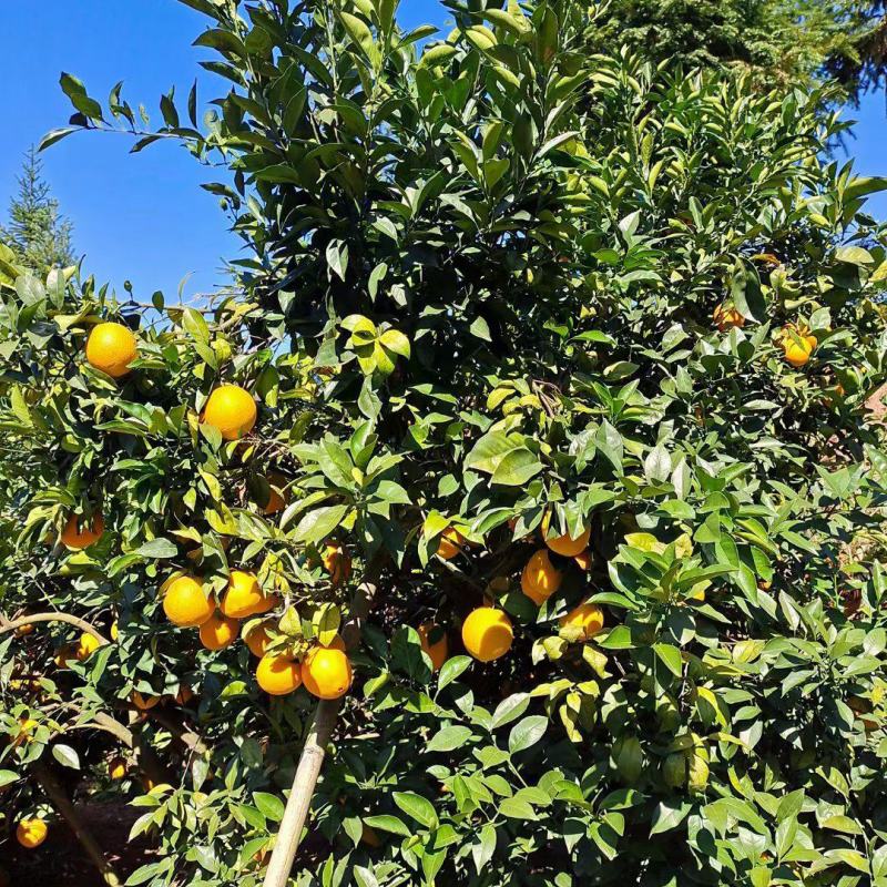 出售赣南脐橙，果园直发，通货1.6元/斤，手慢无