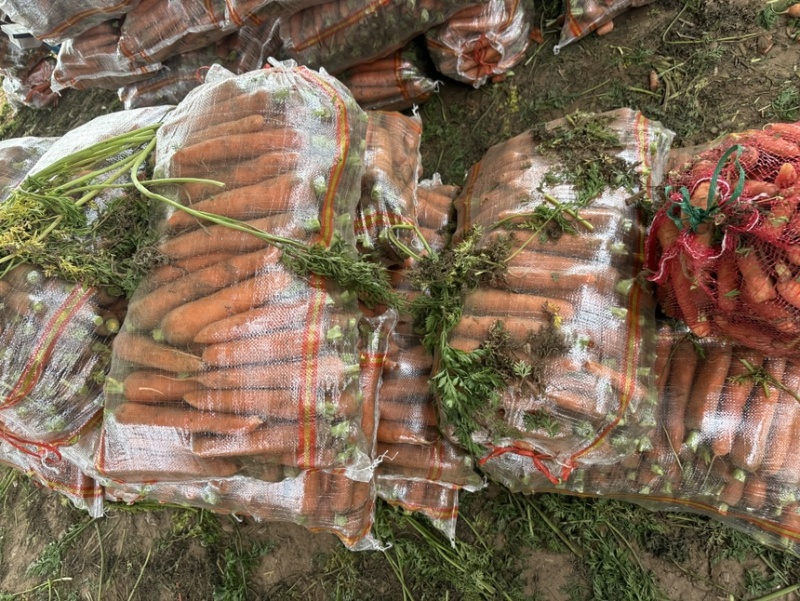 祥符区三红萝卜大量上市保质保量一手货源