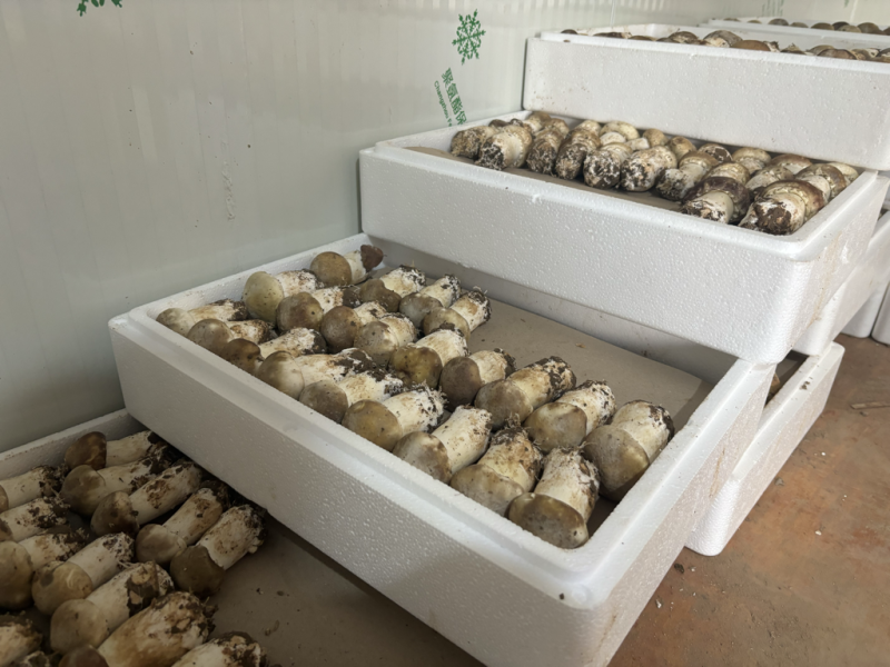 赤松茸新鲜大球盖菇种植大户批发货源充足真空包装泡沫箱包装