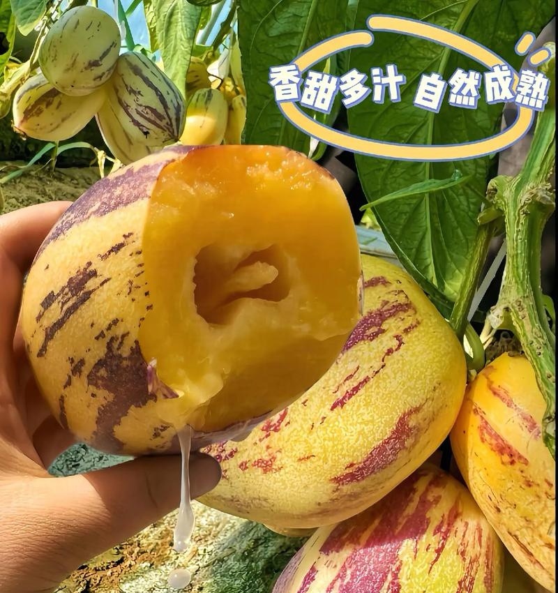 甘肃人参果民勤沙漠人参果基地直供现货随装量大从优