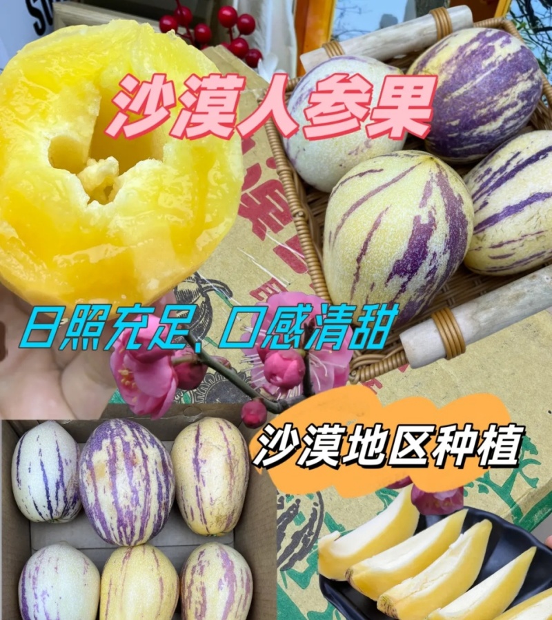 甘肃人参果民勤沙漠人参果基地直供现货随装量大从优