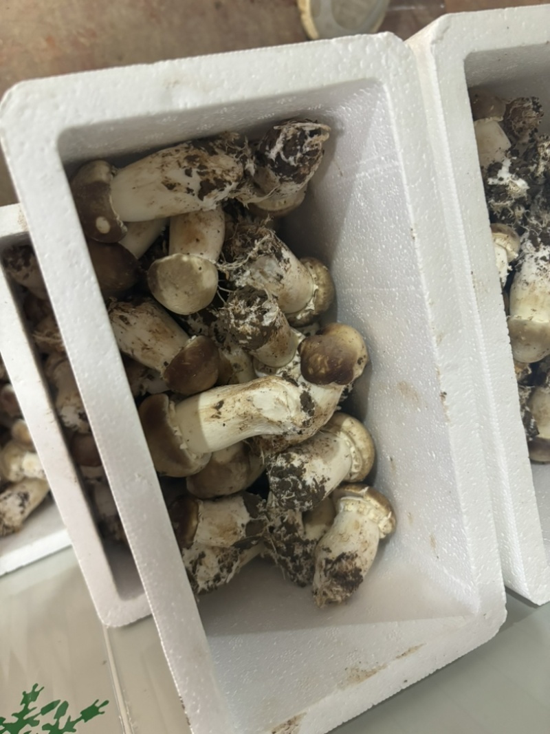 赤松茸新鲜大球盖菇种植大户批发货源充足真空包装泡沫箱包装