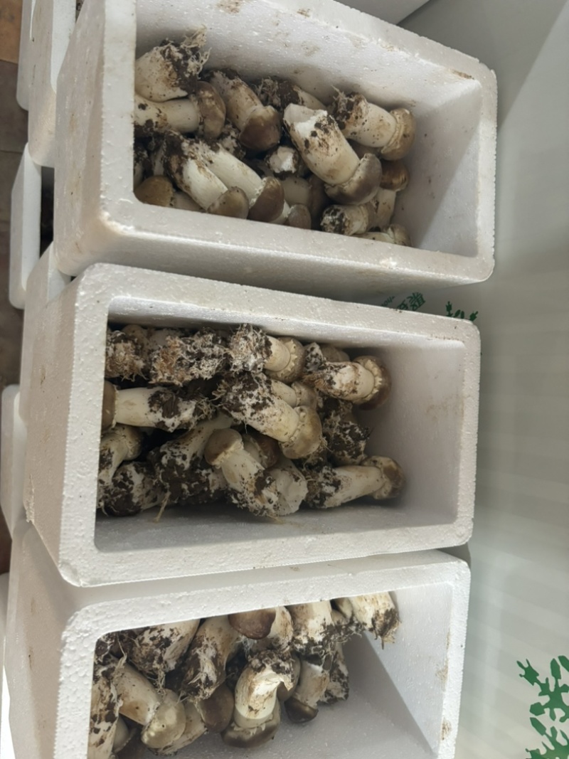 赤松茸新鲜大球盖菇种植大户批发货源充足真空包装泡沫箱包装