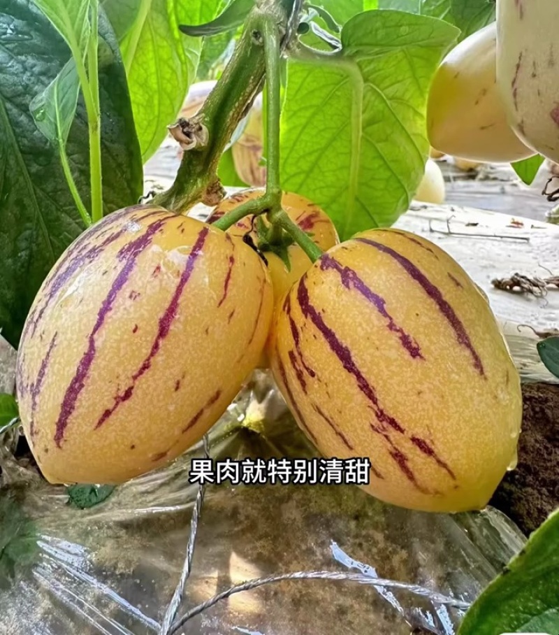 沙漠人参果甘肃民勤人参果产地直发诚信经营欢迎咨询