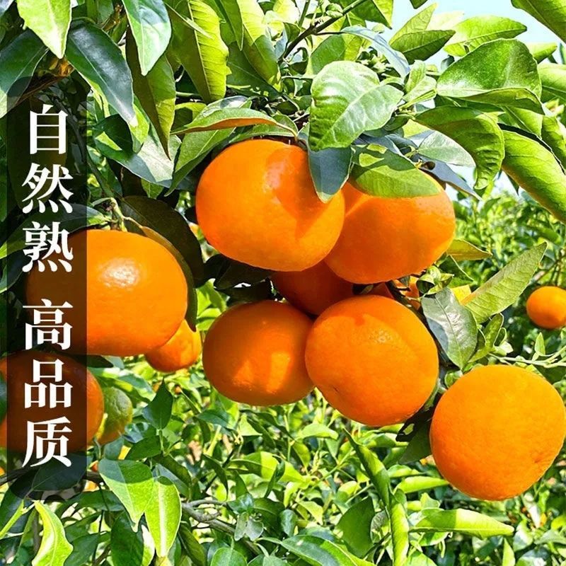 【沃柑超甜】沃柑爆甜特大果斤新鲜当季水果橘子桔子一件代发