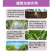 小叶康2号微量元素水溶肥硼钼同步增产增收肥料量大