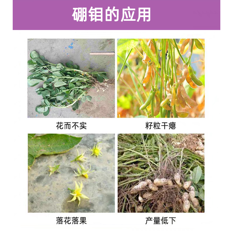 小叶康2号微量元素水溶肥硼钼同步增产增收肥料量大