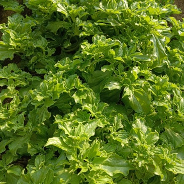 优质冰草大量供应