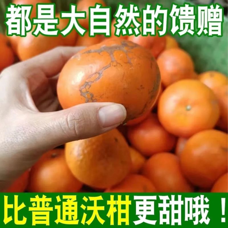 【沃柑超甜】广西武鸣沃柑爆甜特大果斤新鲜当季水果橘子桔子薄皮