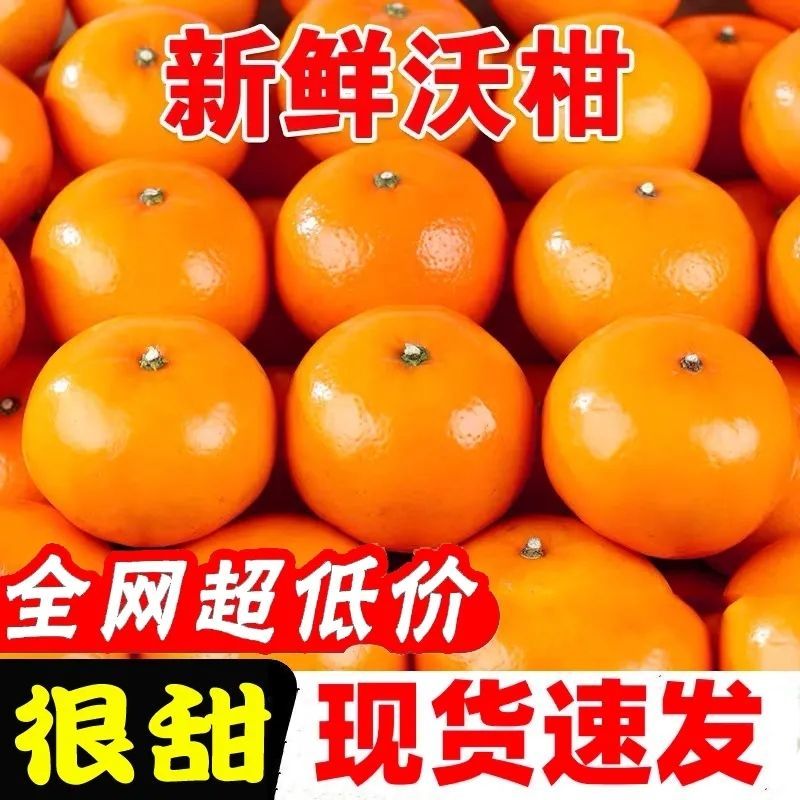 【沃柑超甜】广西武鸣沃柑爆甜特大果斤新鲜当季水果橘子桔子薄皮