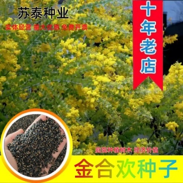 金合欢种子黄花花种籽子路边护坡工程绿化山合欢树马缨花种子