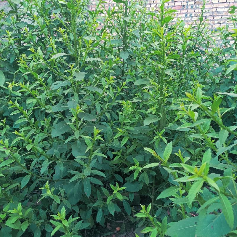翼齿六梭菊