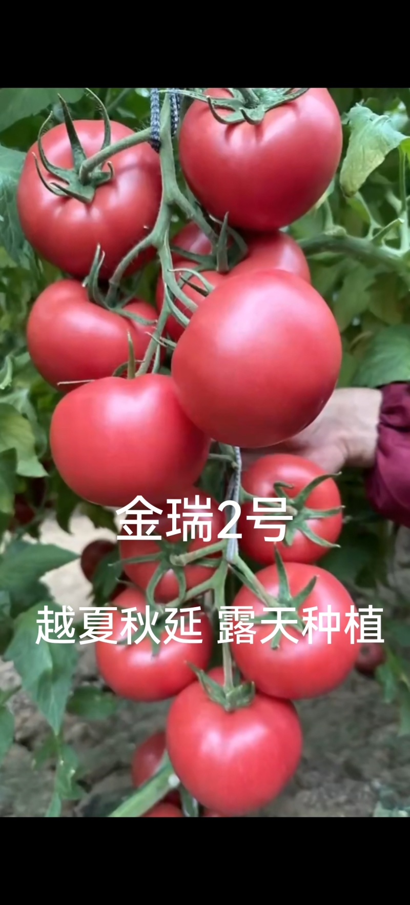 金瑞2号耐热早熟大果硬粉西红柿苗耐裂高产，抗病毒抗灰叶斑